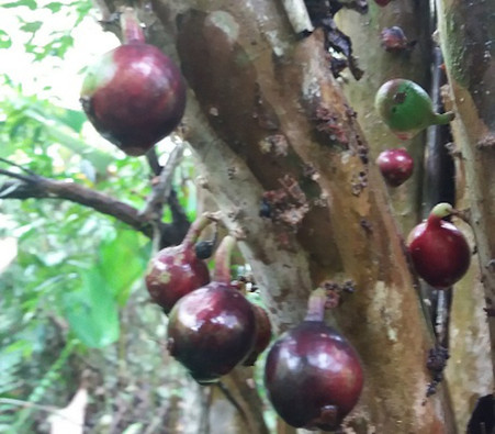 Plinia sp. - Navel Costada Jaboticaba - Seeds