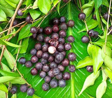 603〓希少ジャボチカバ Plinia sp.'Cambucá-roxo' 603〓訳あり希少ジャボチカバ Plinia sp.'Cambucá-roxo' 商品一覧