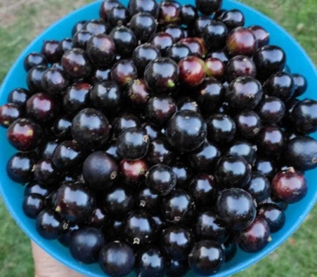 Plinia oblongata - Lujan Jaboticaba - Seeds