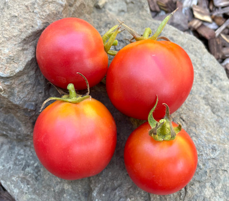 Raspberry Lyanna Tomato Seeds