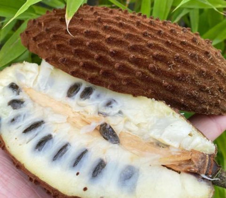 annona-cherimolioides-x__55565
