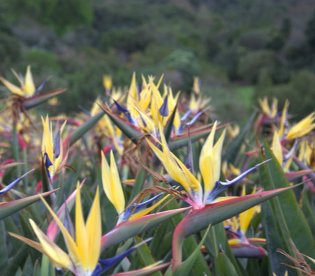 Strelitzia reginae - Mandela's Gold Bird of Paradise - Seeds