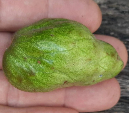 Annona saffordiana - Annona saffordiana - Seeds