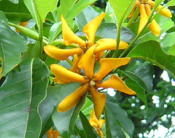 Gardenia sootepensis - Golden Gardenia - Seeds