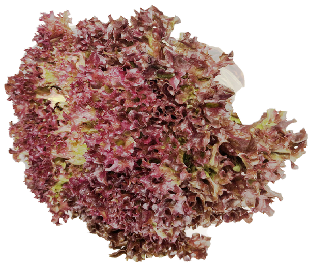 Flower Lettuce