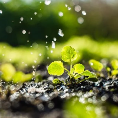 Agricultural Research