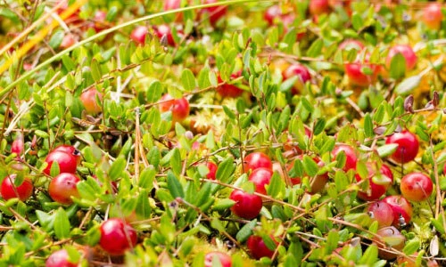 Farm Monitoring Solution for Frost Protection