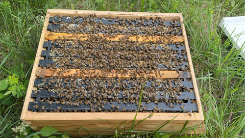 Tennessee Bee Nucs