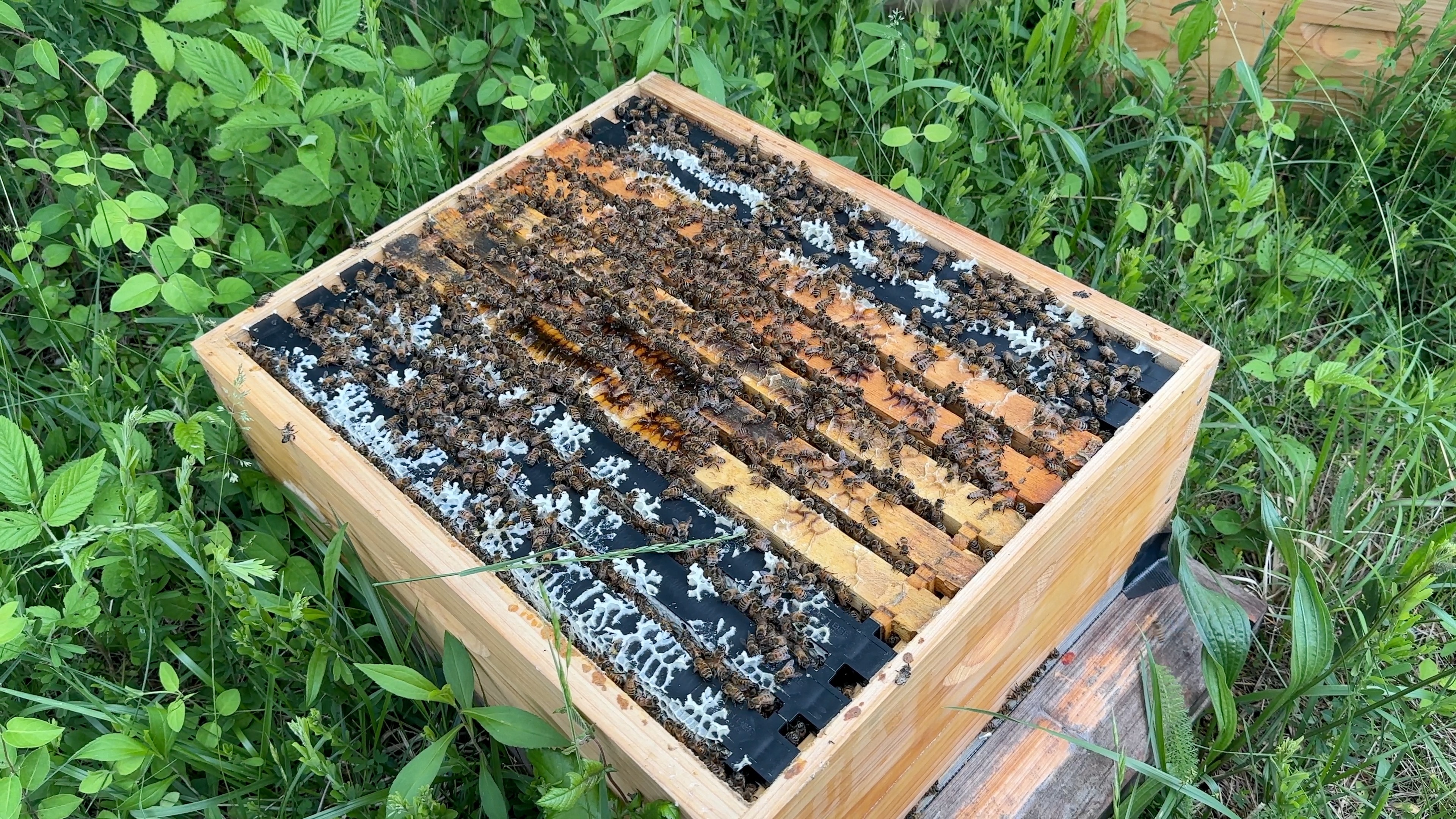 Tennessee Medium Bee Nuc