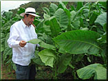 Cuban Cigars