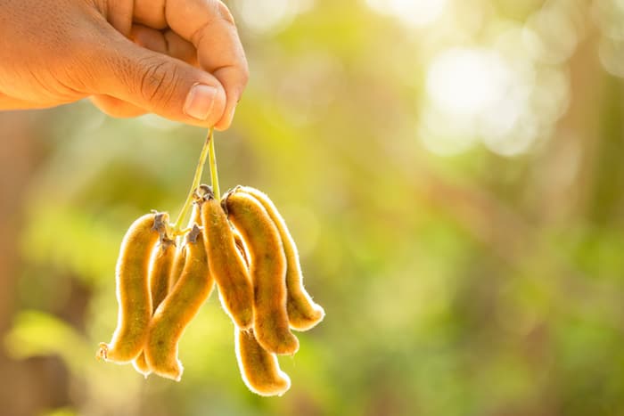 The Amazing Mucuna Pruriens and L-Dopa