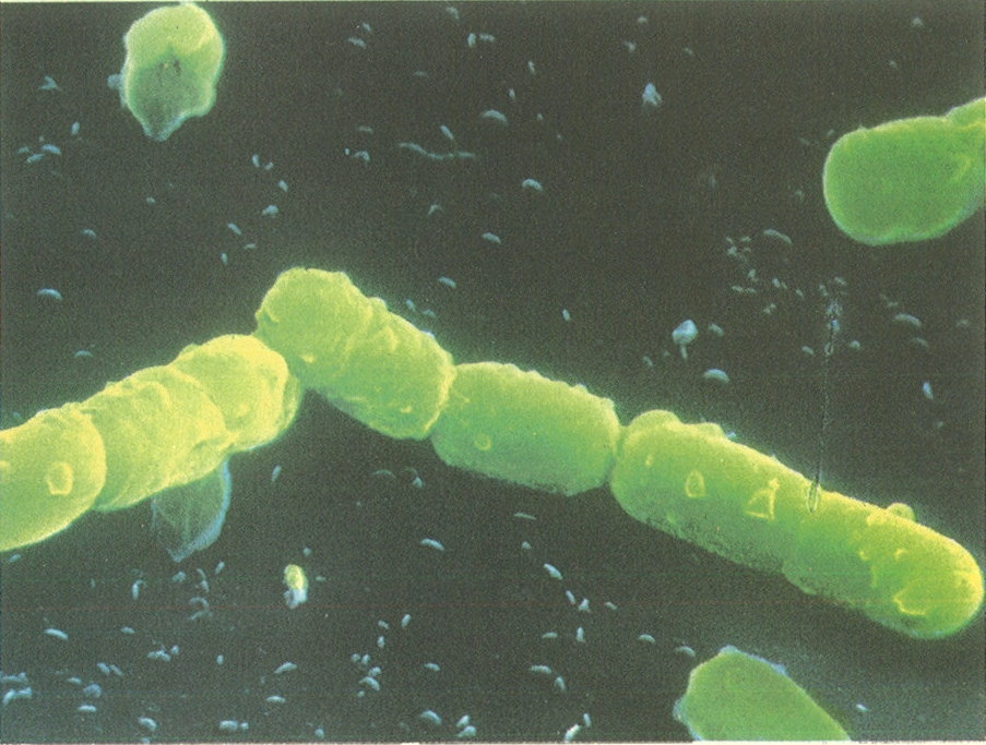 Gut Health, Beneficial Bacteria and You