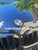 Black Real Carbon Fiber Emblem Replacement with Painted Black Ring For G42 (Hood + Trunk Set)