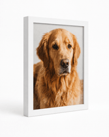 Personalized Pet Memorial Canvas Print - Framed