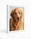 Personalized Pet Memorial Canvas Print - Framed