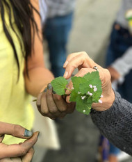 Urban Herbalism with Antonia Perez