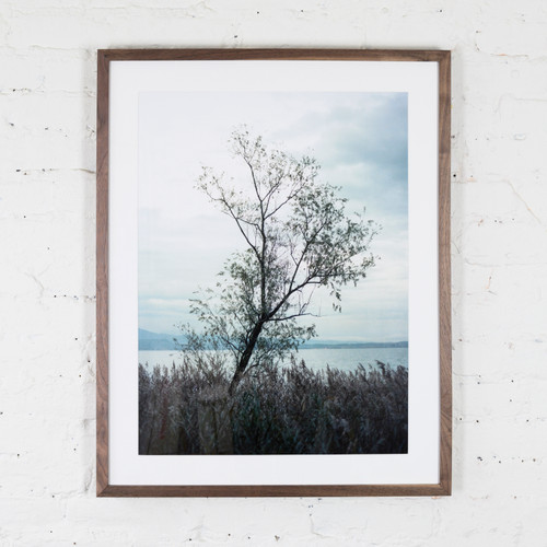 Tree (Lake Garda, Italy)