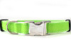 Preppy in Green Dog Collars