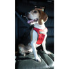 Sleepypod Clickit Sport Utility Dog Harness