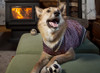 Cabin Dog Sweater