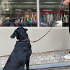 Wag Dog Safe Collar - Candy Stripe