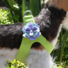 Kiwi color Harness