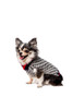 Birdseye Wool Dog Sweater 