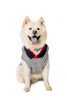 Birdseye Wool Dog Sweater 