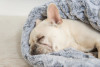 Snuggle Dog Bed