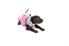 Pink Ski Bum Dog Sweater