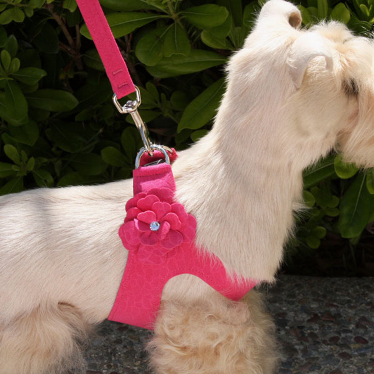 Best harness for miniature clearance schnauzer