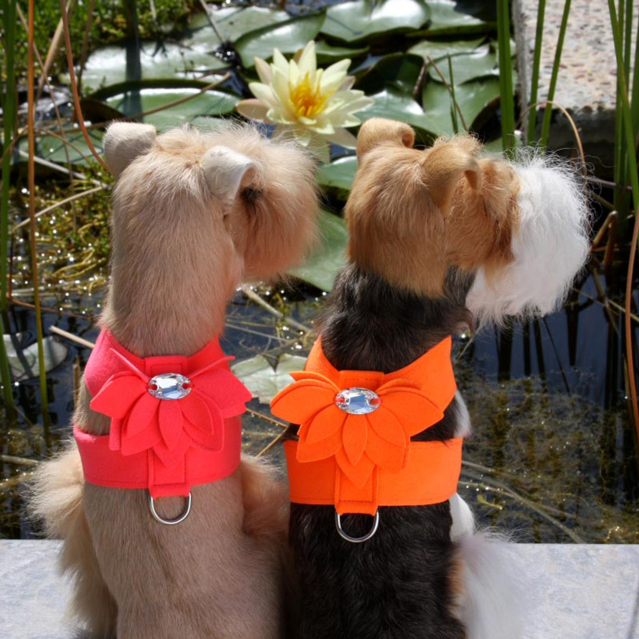 Susan Lanci Water Lily Tinkie Harnesses