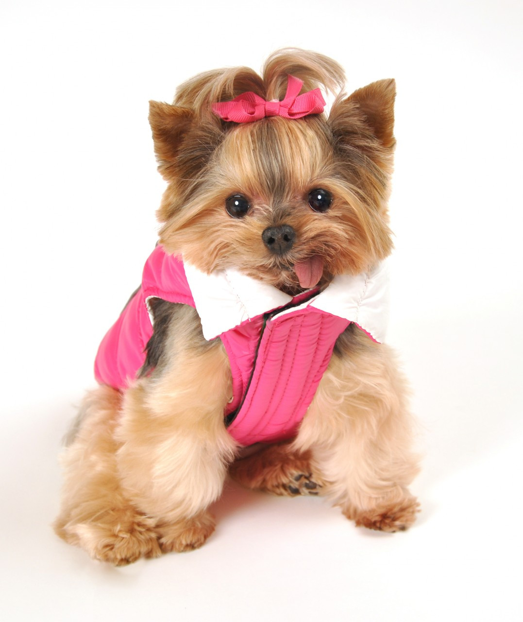 Featherlite Reversible-Reflective Dog Puffer Vest (5 Colors!)