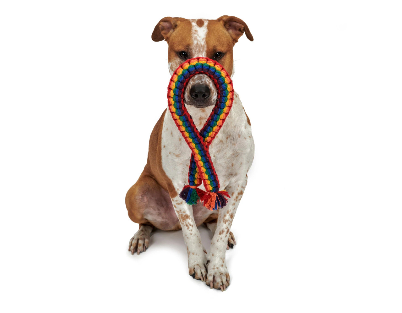 LGBTQ Rope Dog Toy