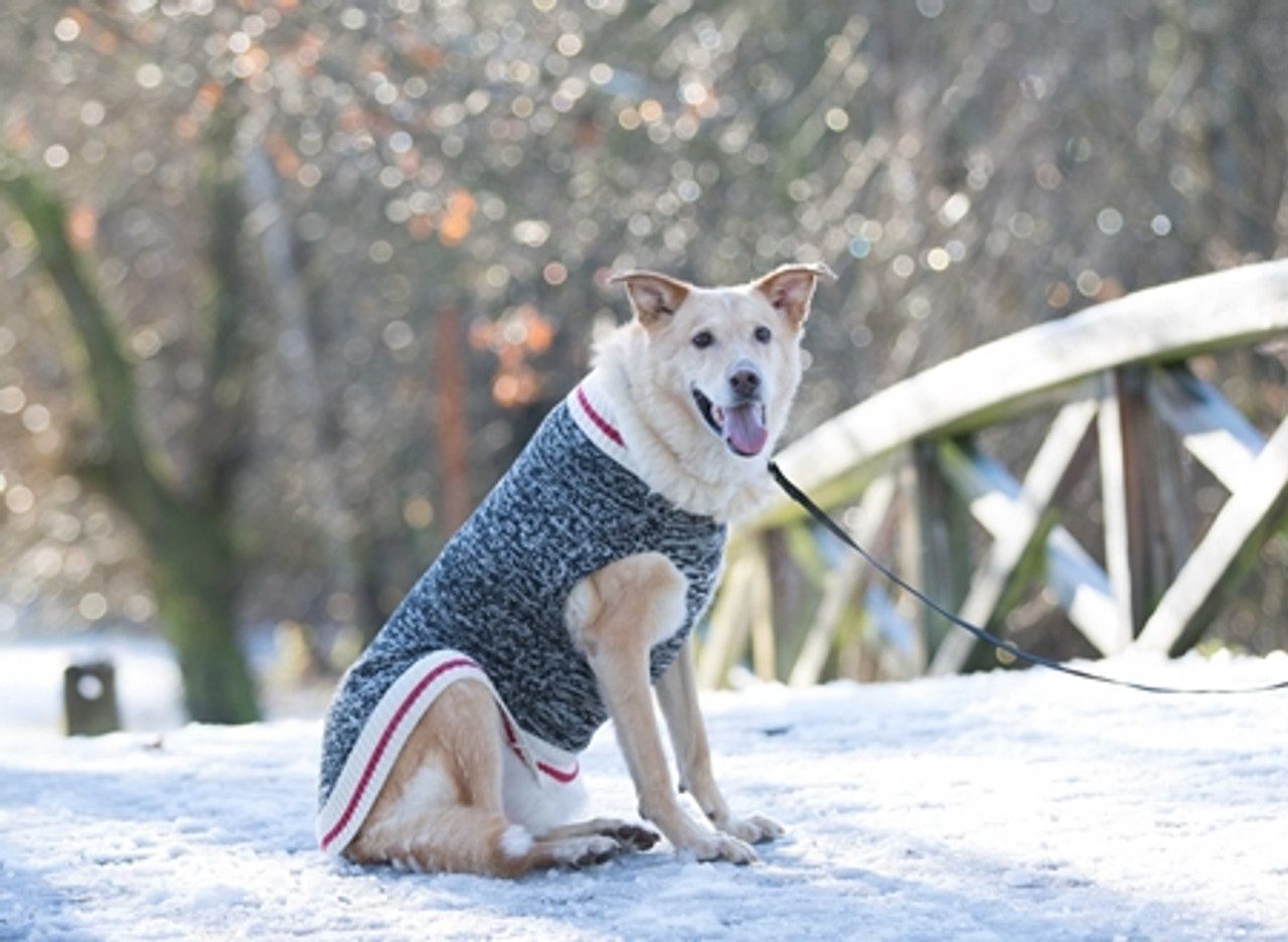 Cabin Dog Sweater