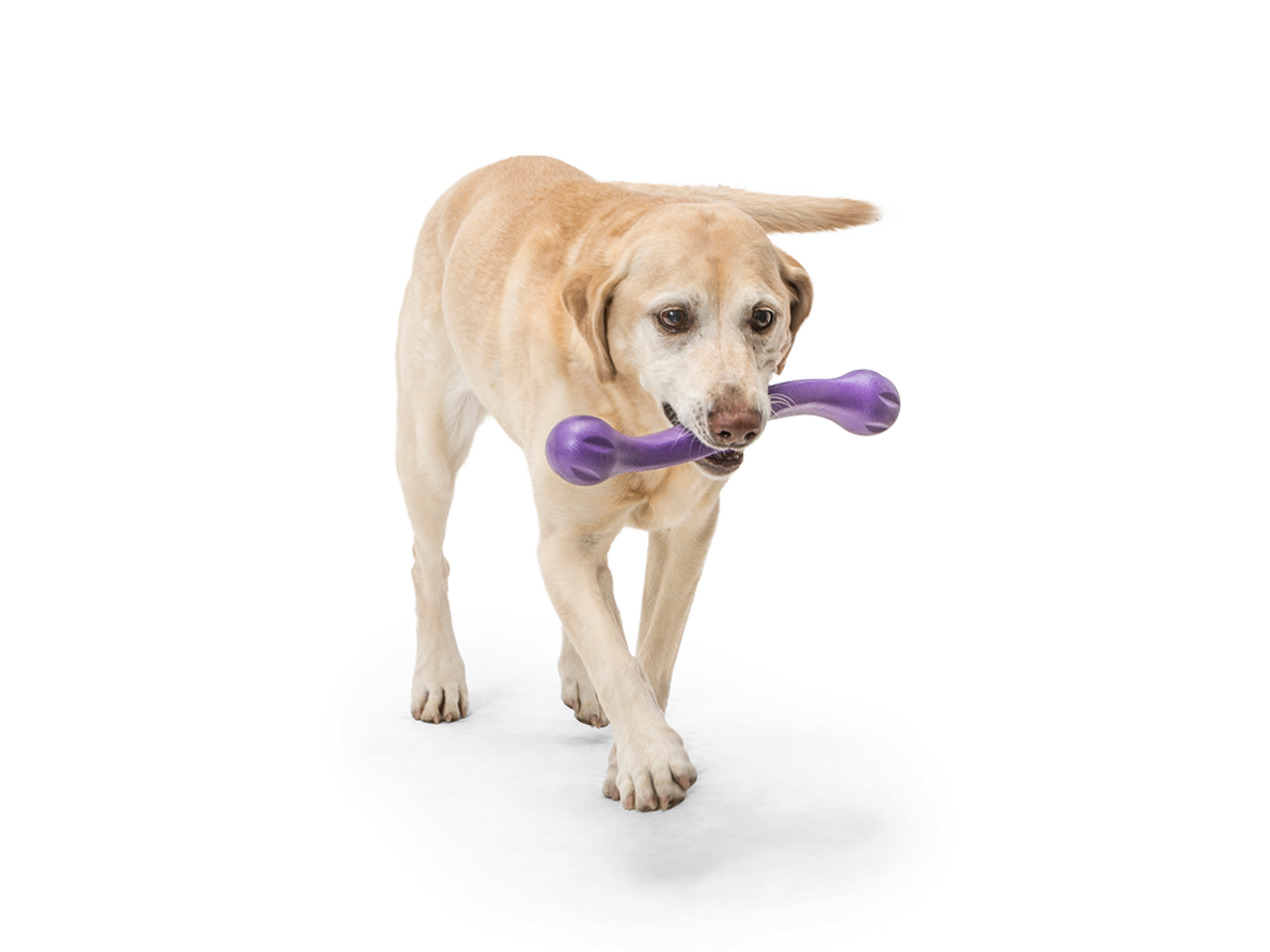 Zwig Fetch Dog Toy