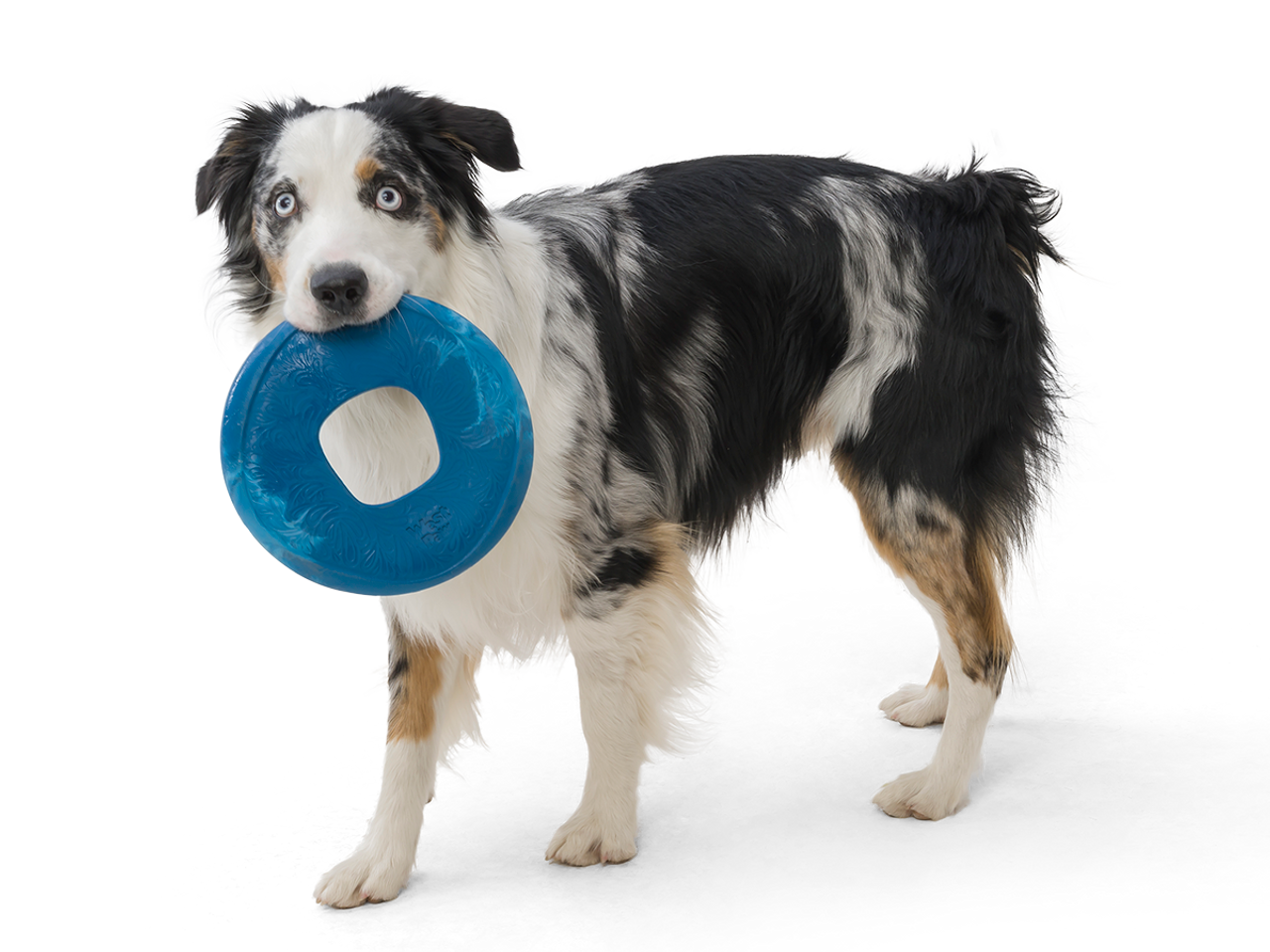 Sailz Dog Frisbee Toy