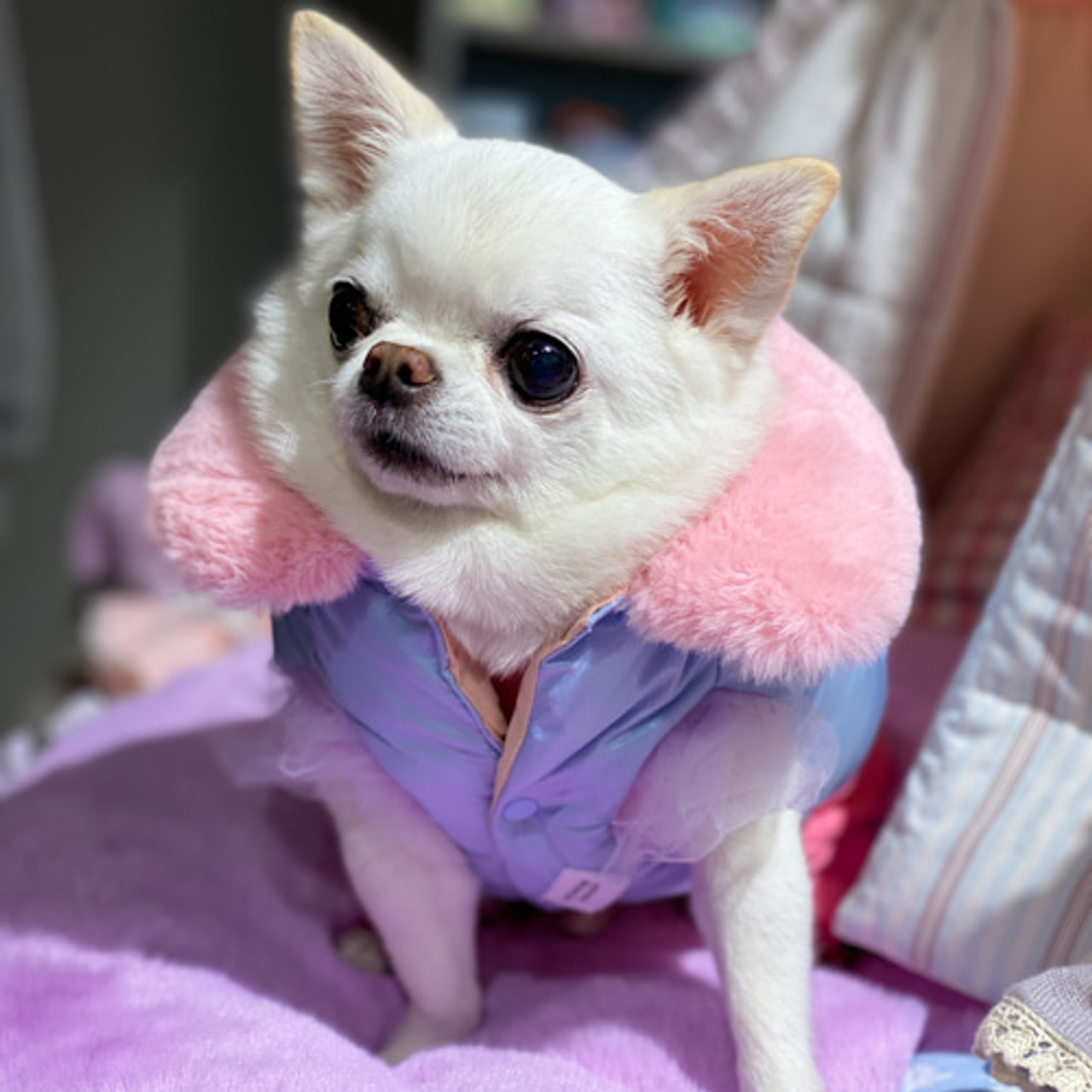 Louisdog Featherless Bolero Jacket