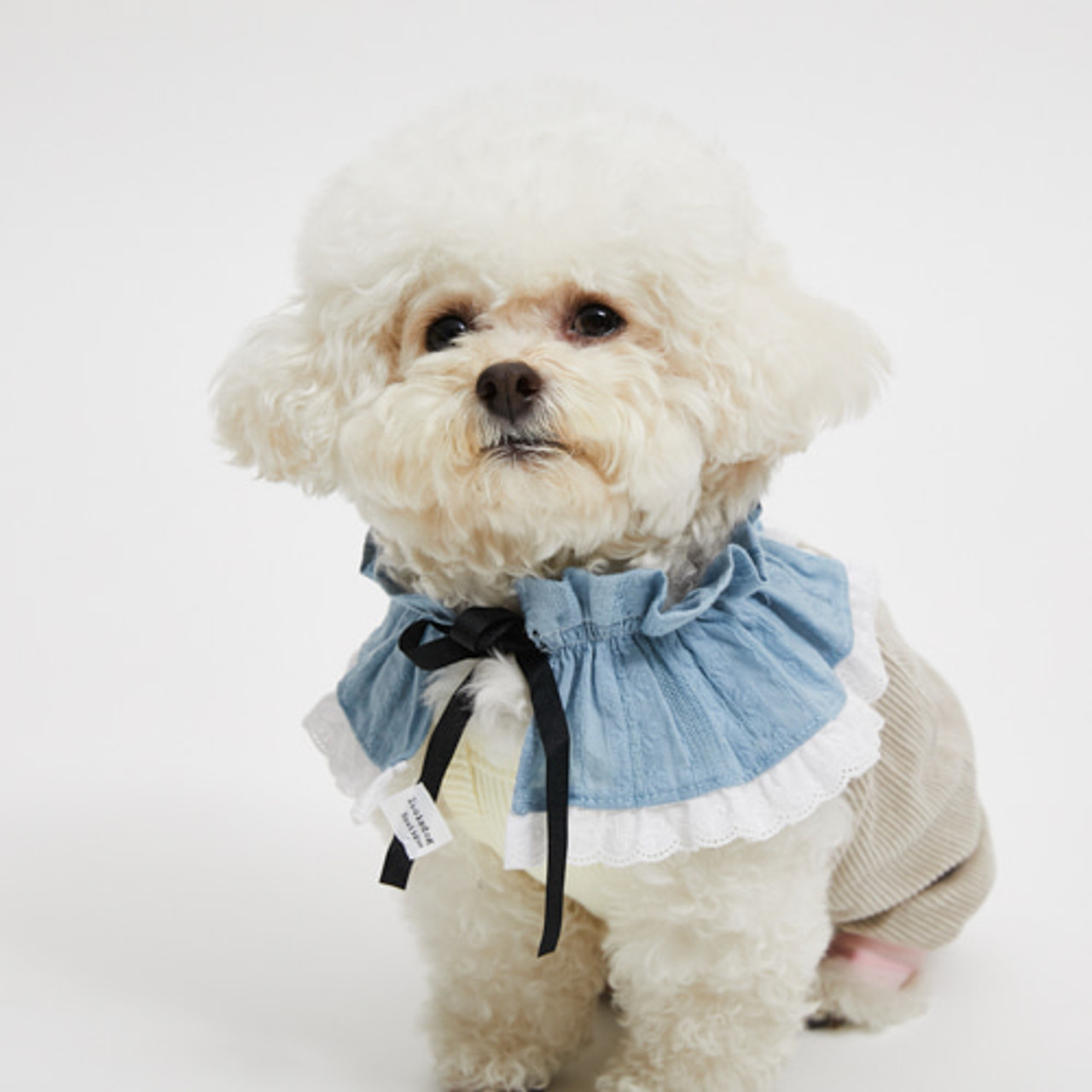 Louisdog Charlotte Cape/Natural & Blue Flower