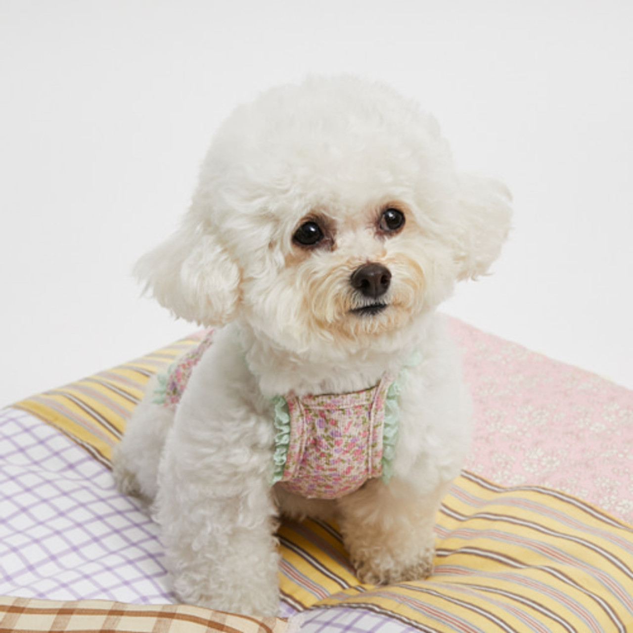 Louisdog ルイスドッグ アイリスTOP Louisdog Iris Top