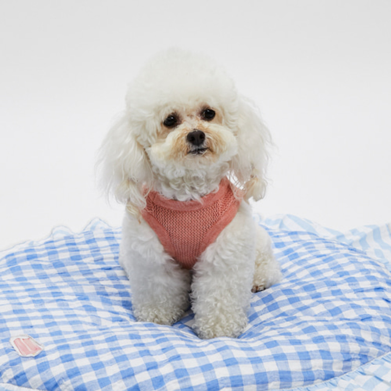 Louisdog Scassi Tank Top