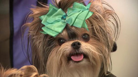 Funny Fur Featured on ABC's Cool Spaces Funny Fur Featured on ABC's Cool Spaces