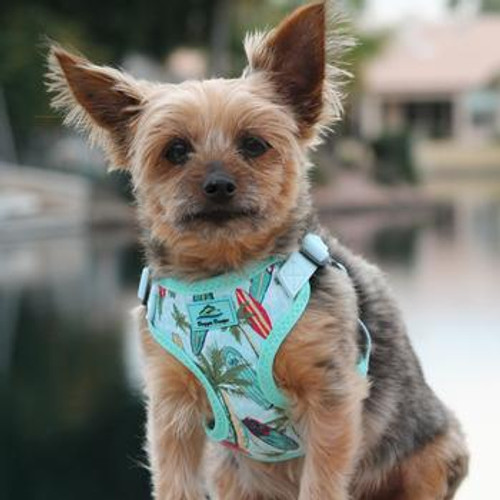 Wrap and Snap Choke Free Dog Harness