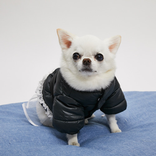 best dog clothes websites