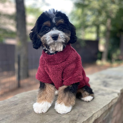 Soft Plush Pullover - Burgundy