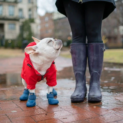 Wagwear Wagwellies Classic Dog Shoes