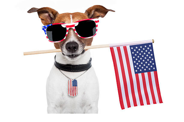Happy 4th to you! Make sure to prepare your pets.