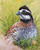 Bobwhite on Large Canvas