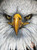 Eagle Print on Canvas