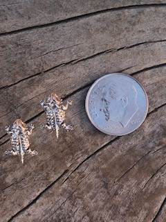 Horned Toad Sterling Silver studs